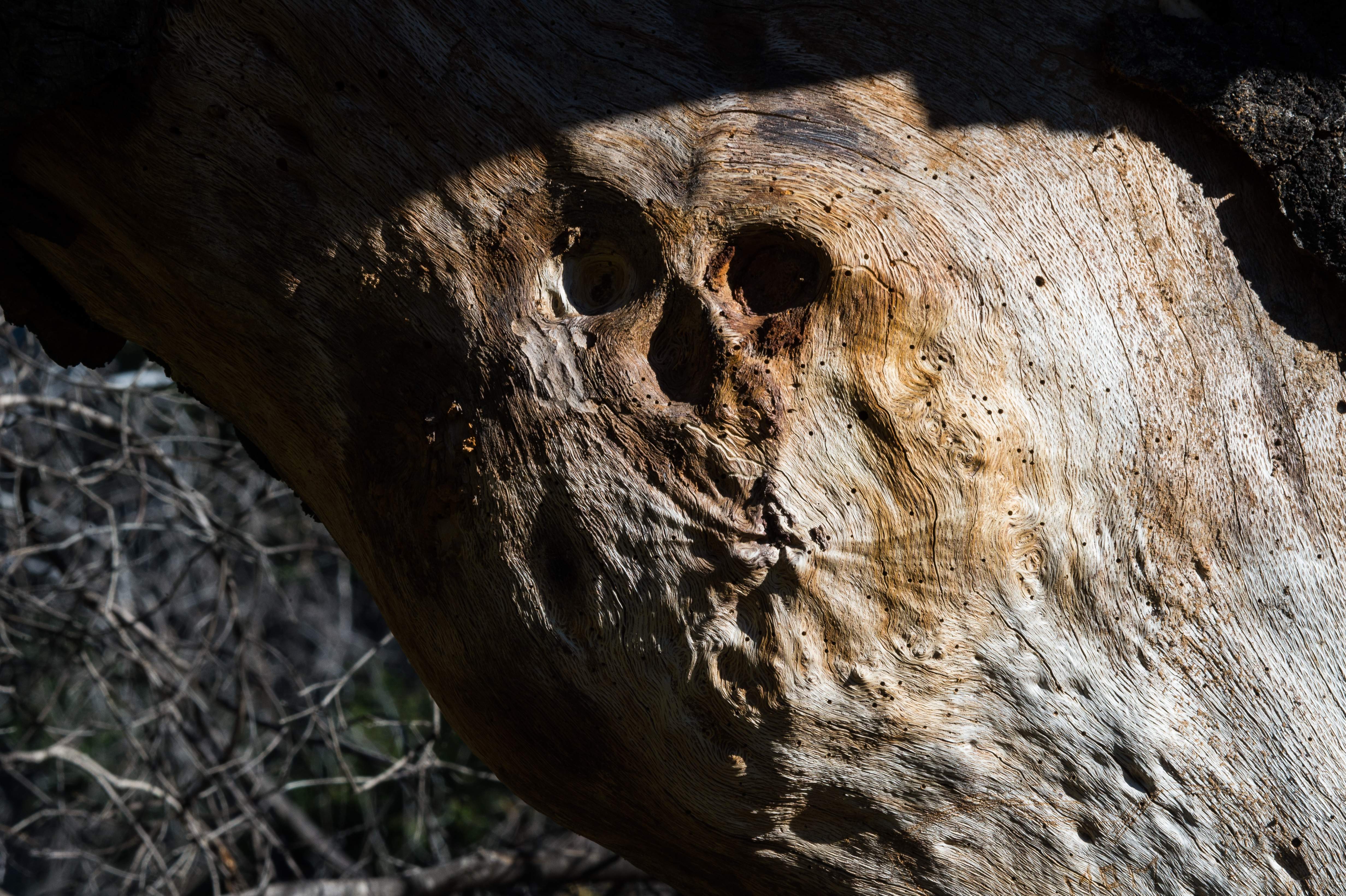 skulltree.jpg