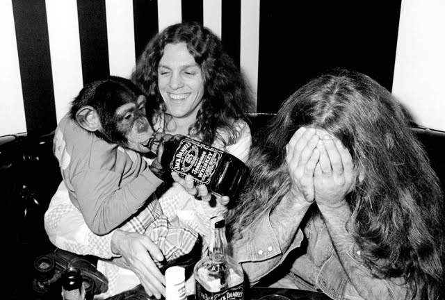 Skynyrd_Chimp.jpg