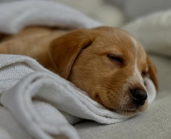 sleep dog.jpg