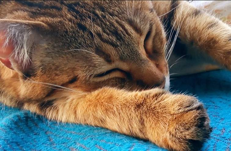 sleeping cat.jpg