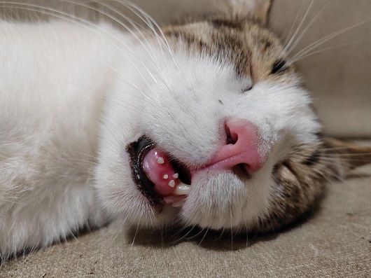 sleeping cat.jpg