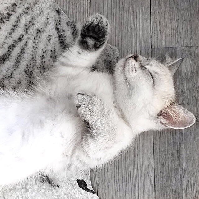 sleeping cat.jpg
