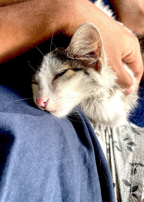 sleeping cat.jpg