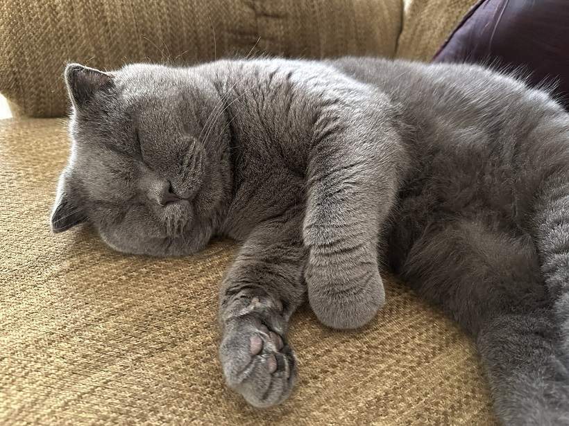 sleeping grey cat.jpg