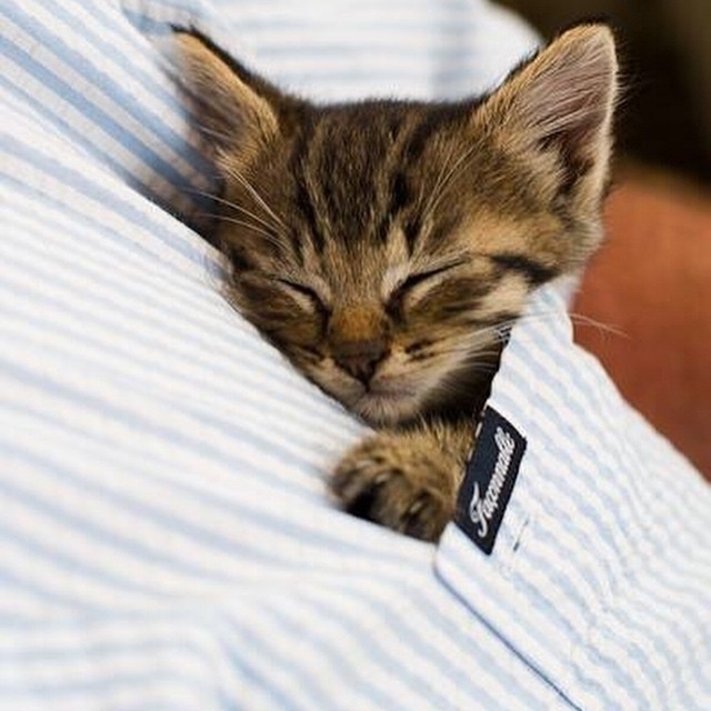 sleeping kitten.jpg