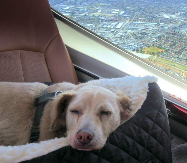 Sleeping LUCKY.JPG