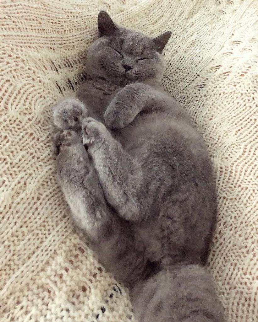 Sleeping meowty..jpg