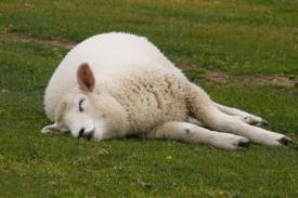 sleeping-sheep.jpg