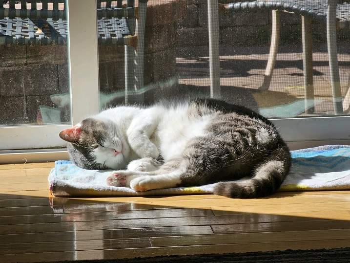 sleeping tabby.jpg