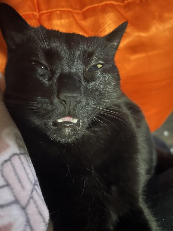 sleepy blk cat.jpg