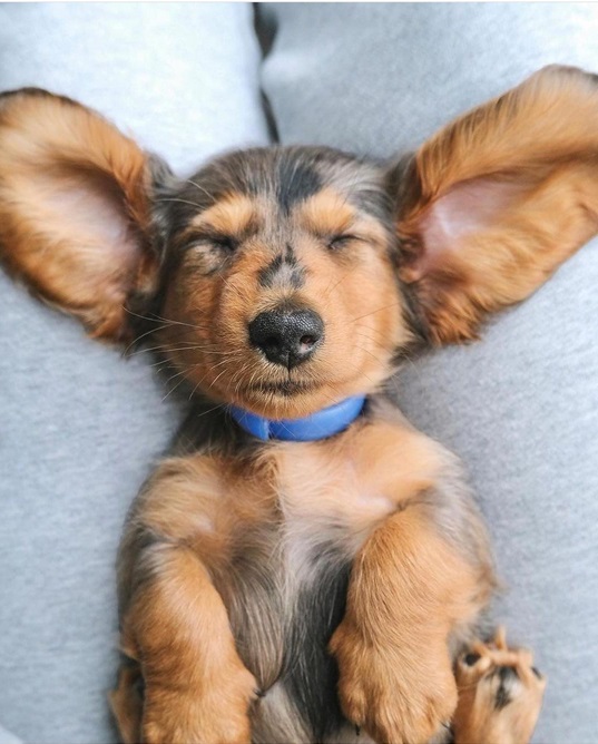 sleepy dog.jpg