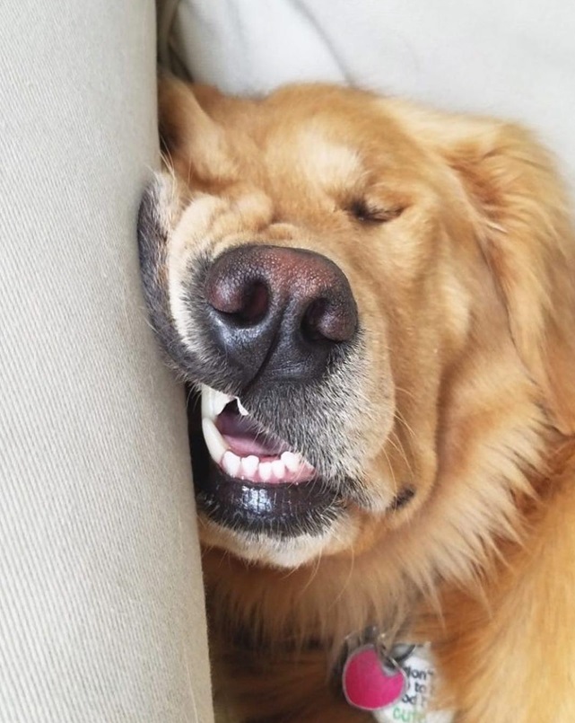 sleepy golden.jpg
