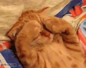 sleepy-kitten.gif