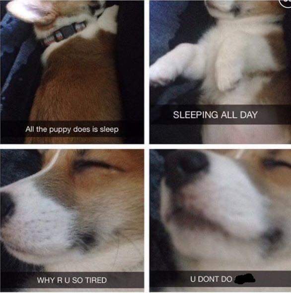 sleepy puppy.jpg