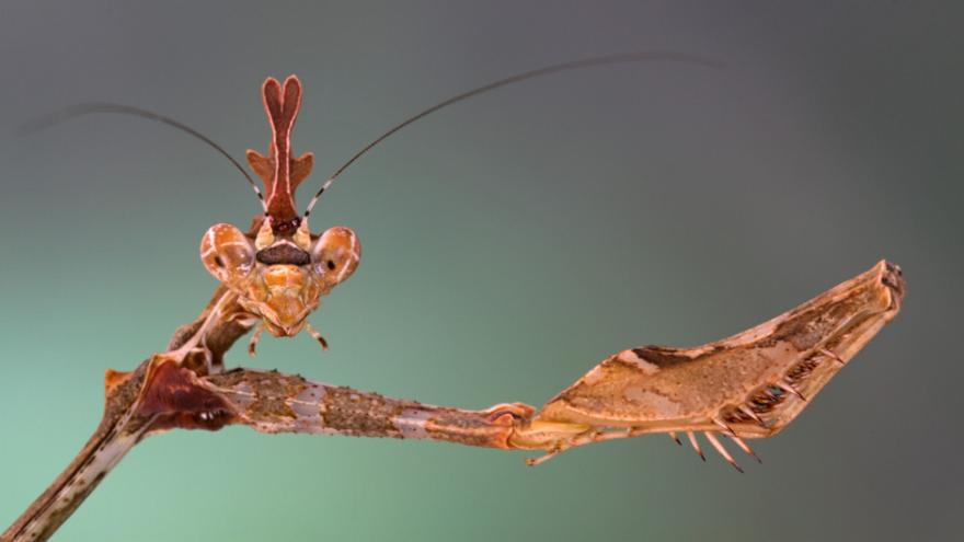 slender-bark-mantis2_0.jpg