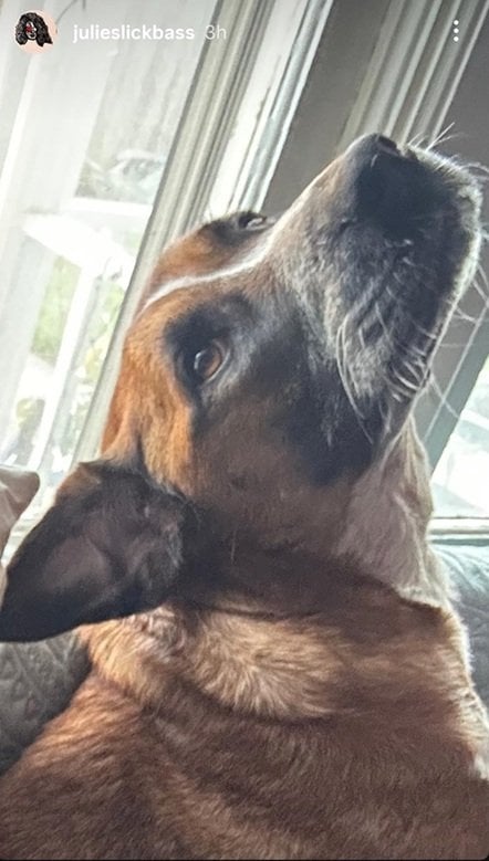 Slick dog.jpg