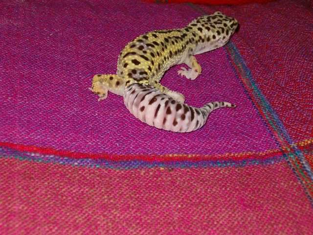 slither1.jpg