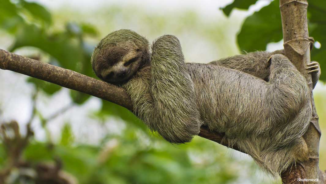 Sloth-header_tcm25-544723.jpg