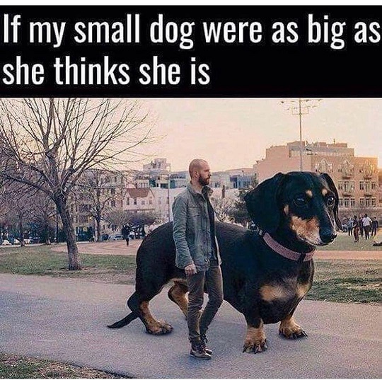 small dog.jpg