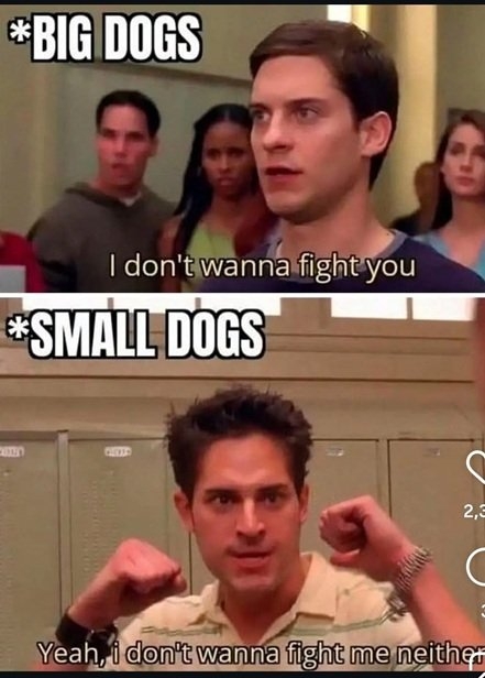 small dogs.jpg