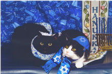 small_jewish_cats.jpg