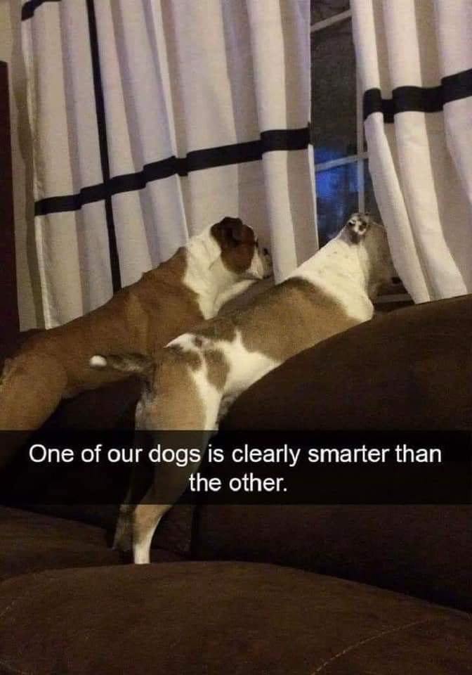 smarter dog.jpg