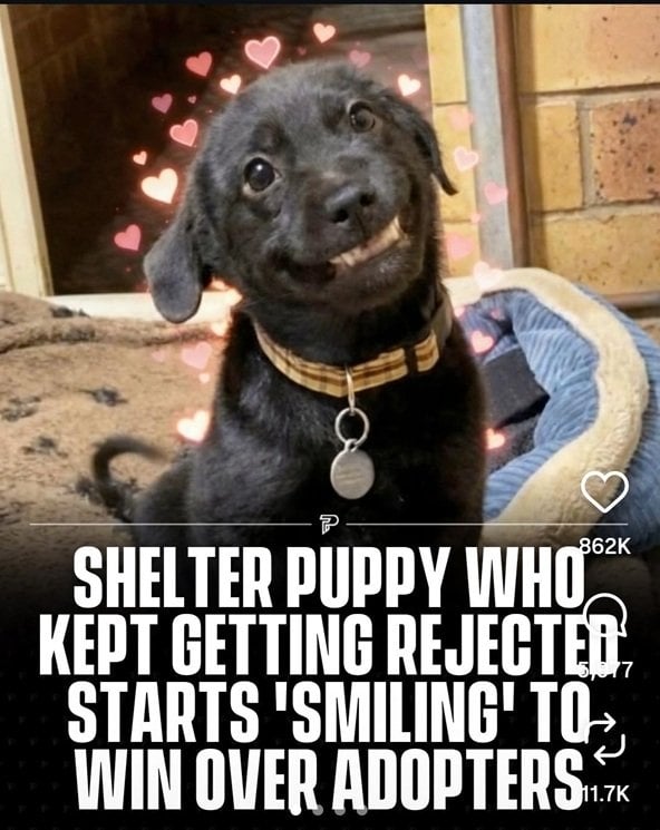 smiling dog.jpg