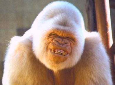smilinggorilla.jpg