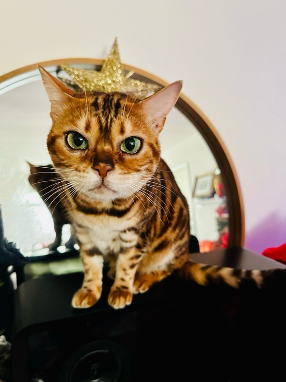sml cat.jpg