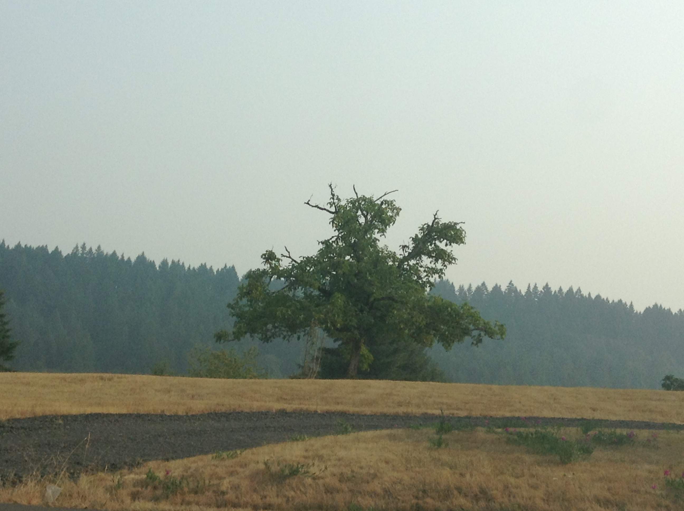 Smoke Behind Tree.JPG
