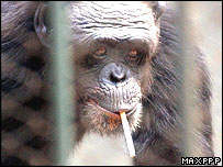 smoking%20chimp.jpg