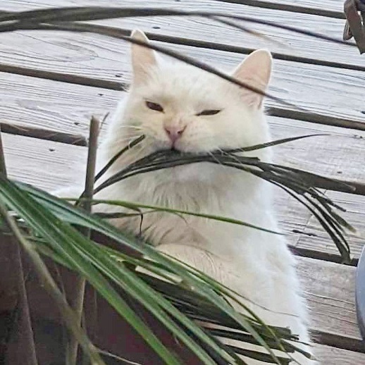 Smudge jr.jpg
