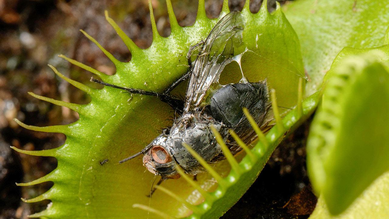sn-flytrap.jpg