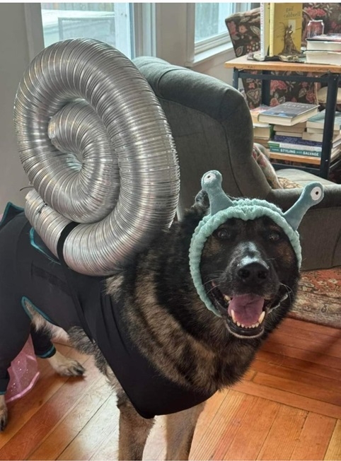 snail dog.jpg