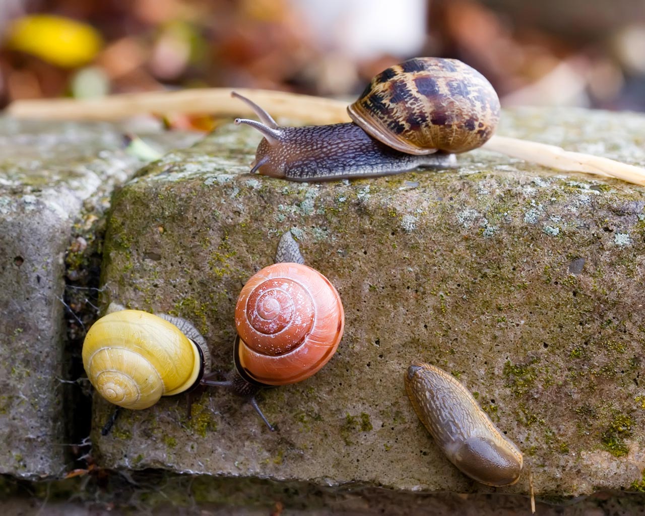Snails+wallpapers+6.jpg