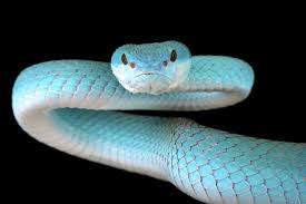 snake.jpg