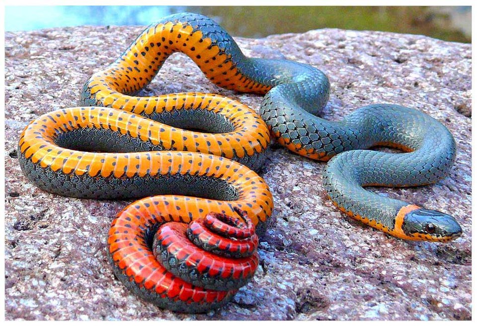 snake.jpg