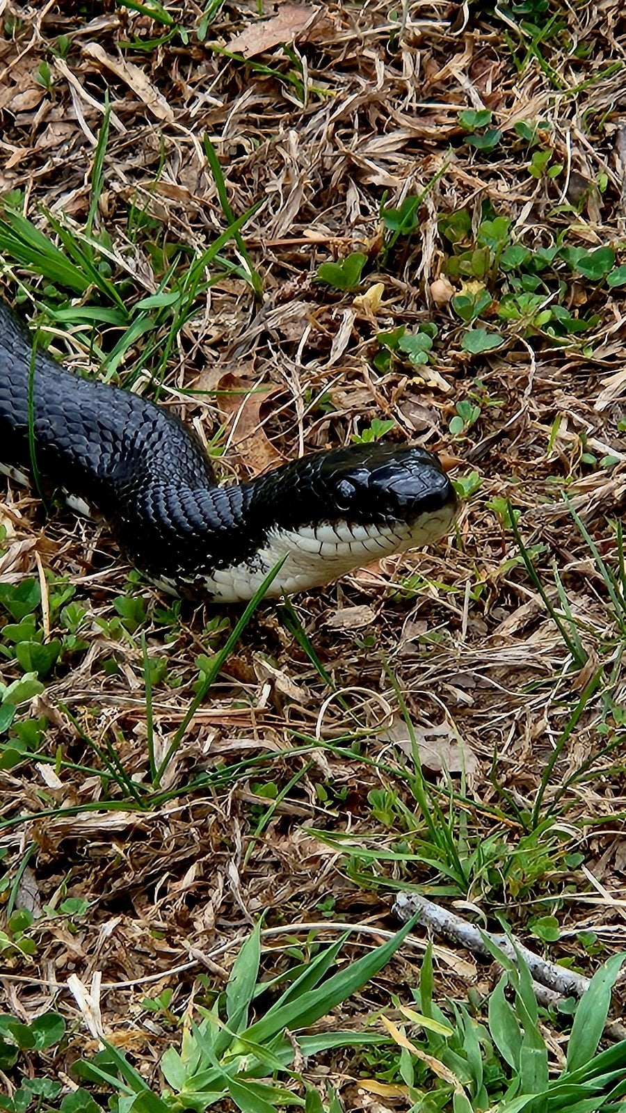Snake.jpg