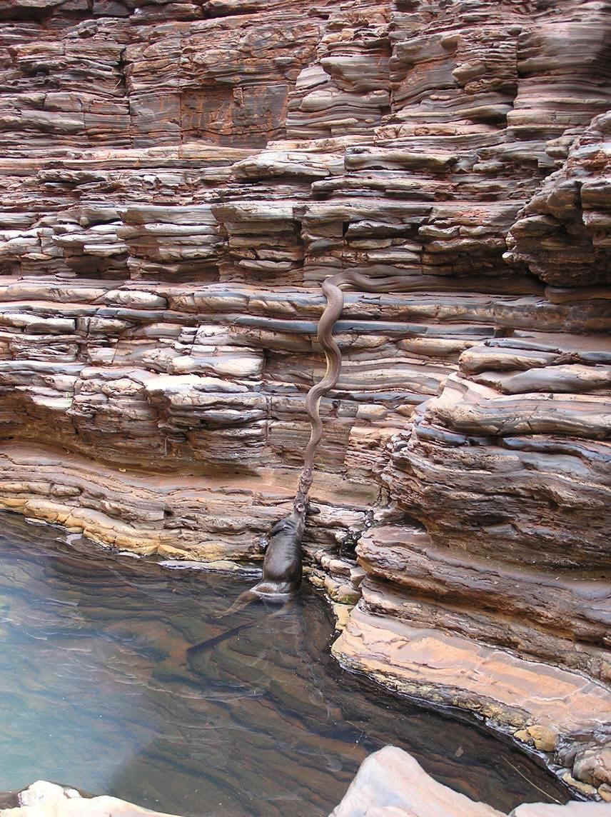 snake-roo.jpg