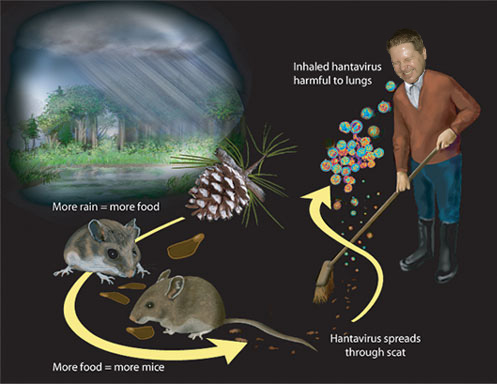 snehahantavirus2.jpg