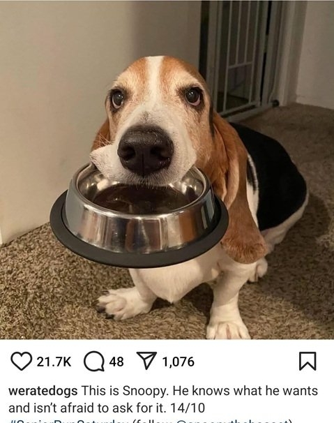 snoopy dog.jpg