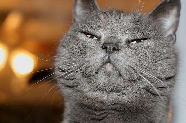 Snooty_Cat.jpg
