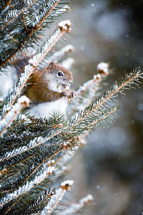 snow-10.jpg