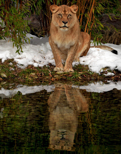 snow-2.jpg