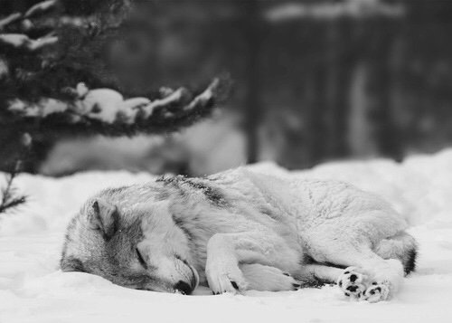 snow-5.jpg