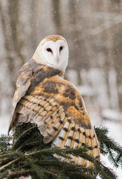 snow-7.jpg