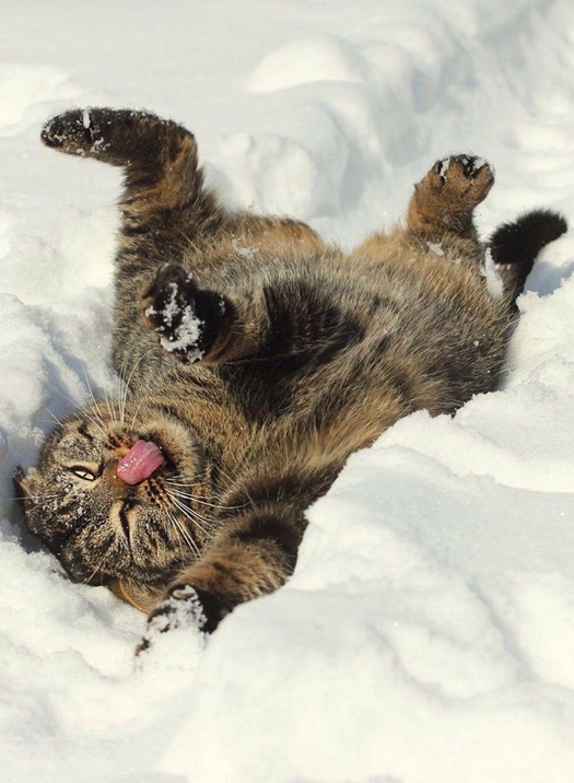 snow cat.jpg