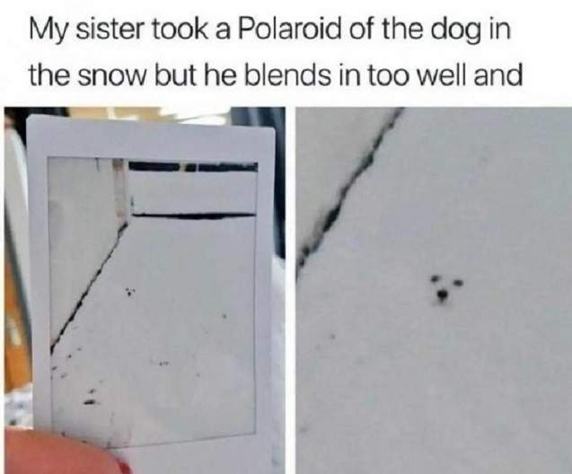 snow dog.jpg