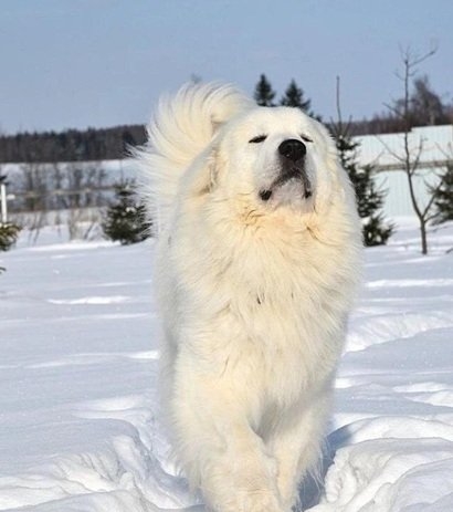 snow dog.jpg