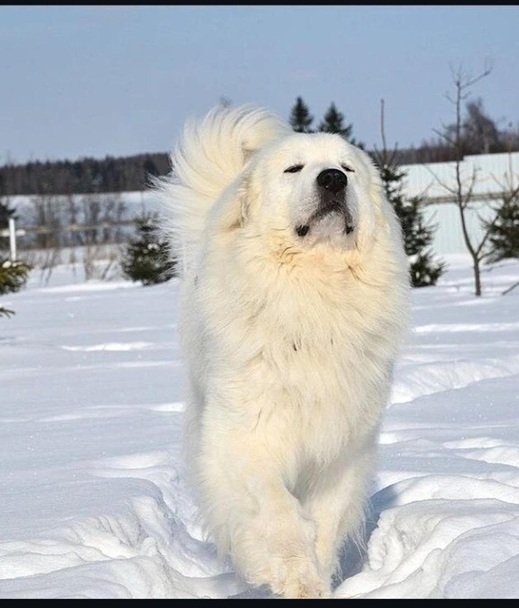 snow dog.jpg
